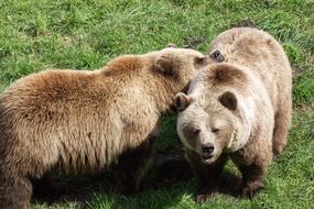 Bear Brown Animal