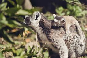 Lemurs Animal Monkey