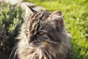 Cat Hair Animals