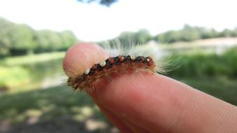 Caterpillar Small Animal Insect