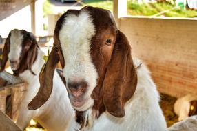 Kid Animal Goat
