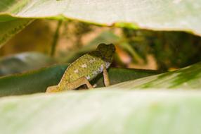 Lizard Animal Reptile