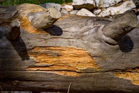 Wood Cedar Tree