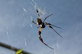Spider Insect Arachnid