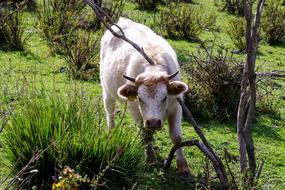 white cow in pasture