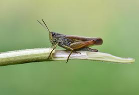 Macro Wallpaper cicada