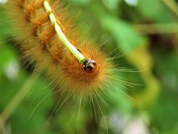 Caterpillar Bug Insect