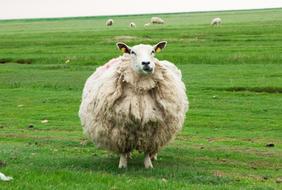 Sheep Wool Animal