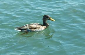Wild Duck waterfowl