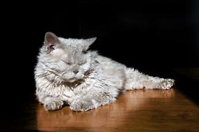 Cat Animal Sheep Selkirk