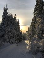 Snowy Forest at dawn Landscape