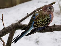 Bird Bourke Parakeet Aviary