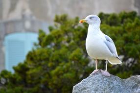 Bird Sea
