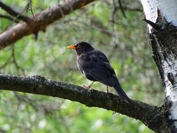 Common Blackbird Bird Black