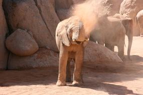 Elephant in Valencia Bioparc