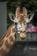 Giraffe Zoo Tall