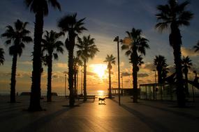 Sunrise Palm Trees Exotic