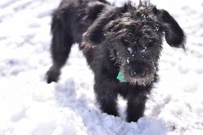 Dog In Snow