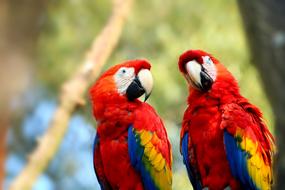 Ara Parrot Bird