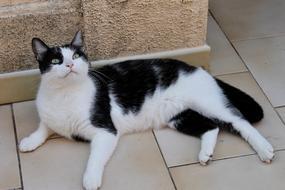 Cat Black And White Feline