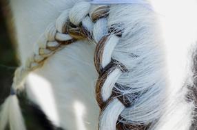 Horse Mane Equine