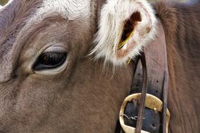Ear Eye Cow