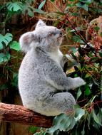 cute Koala in the Zoo