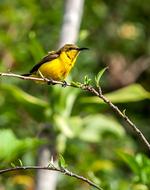 Bird Olive-Backed Sunbird Tropical