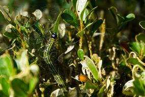 Boxwood Borer Book