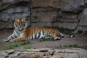 Zoo Tiger Feline