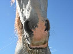 Horse Nostril Of A Equine