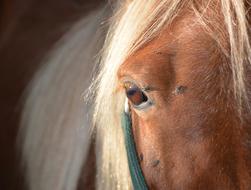 Horse Mane Eye macro
