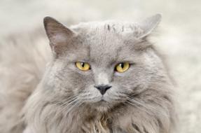 Cat Gray Animal