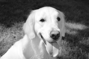 happy white dog