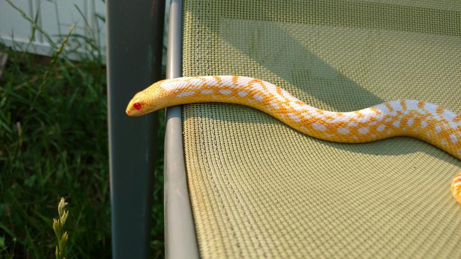 Golden Snake Colubrid