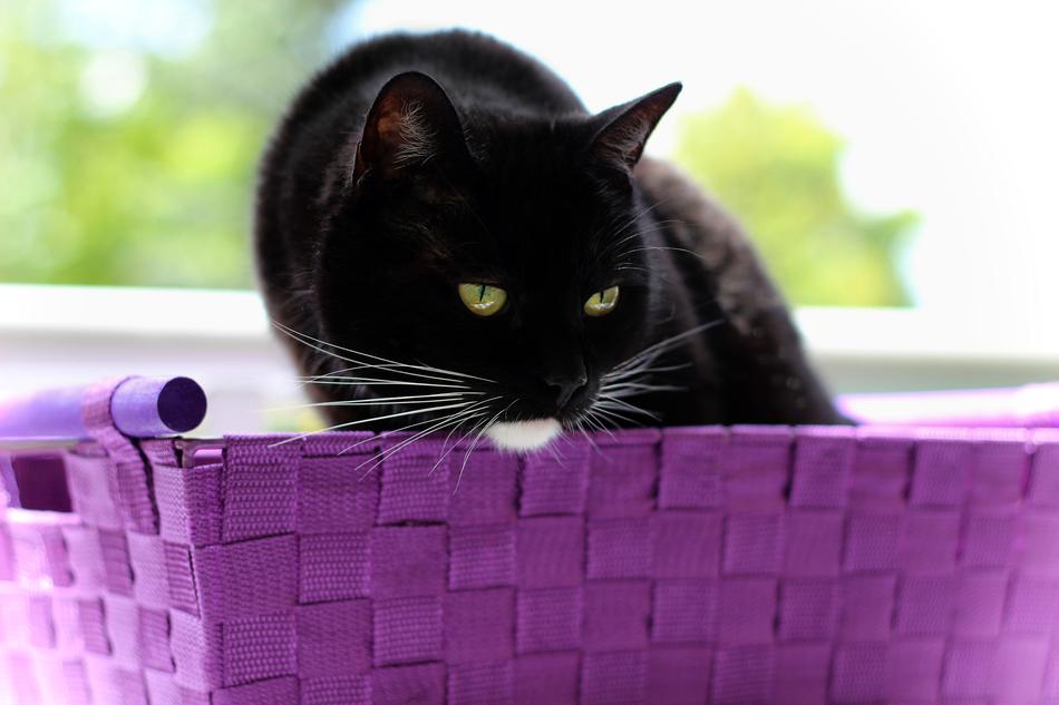 Cat Black White