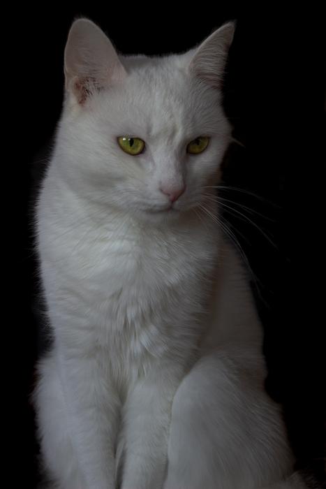 Cat Animal Animals White