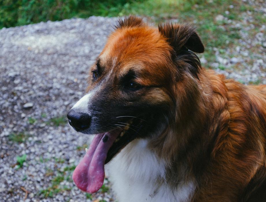 Dog Pet Animal macro blur