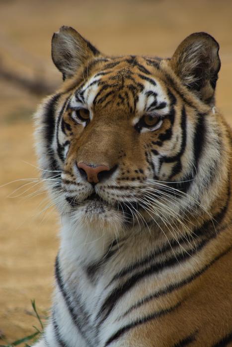 Tiger Cat Stripes