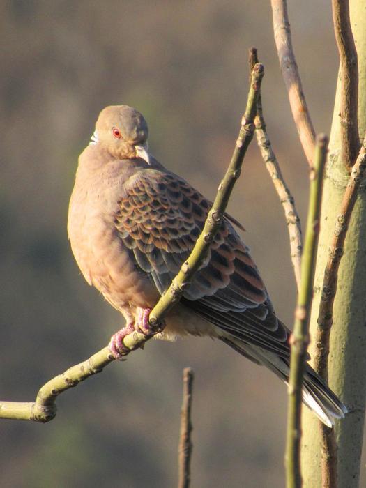 Bird Animal Nature