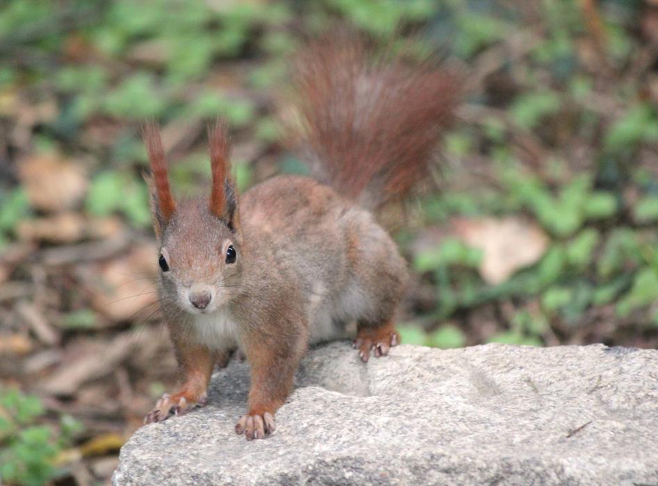The Squirrel Animal Rodent