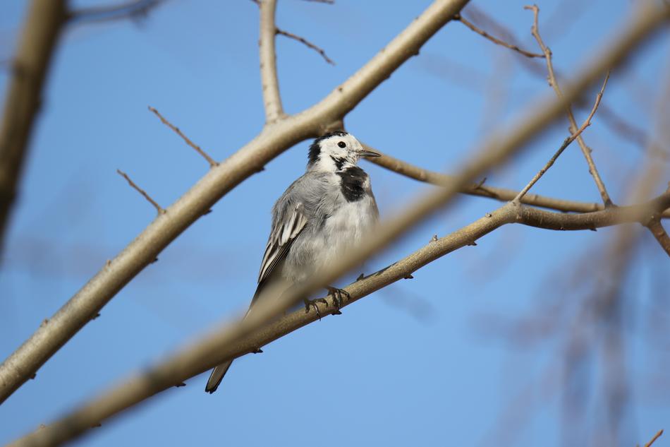 Animal Bird White Wagtail