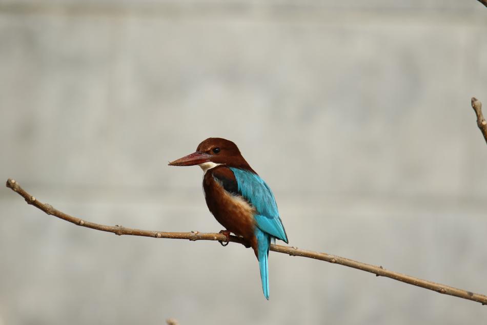 Animal Bird Branch White Throat kingfisher
