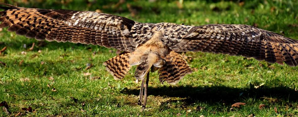 Owl Flight Flying