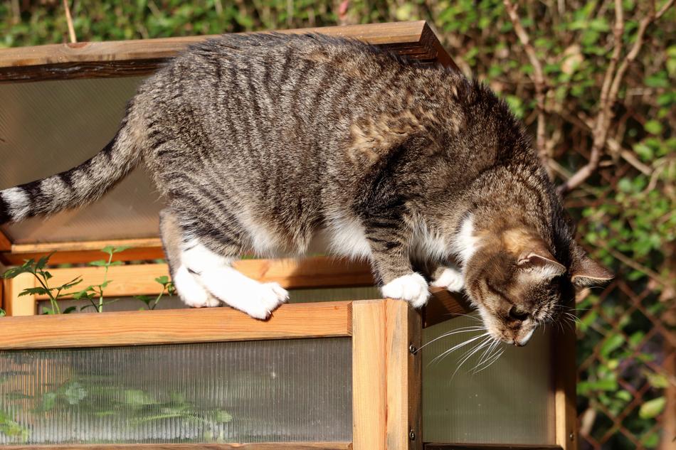Cat Mackerel Climb