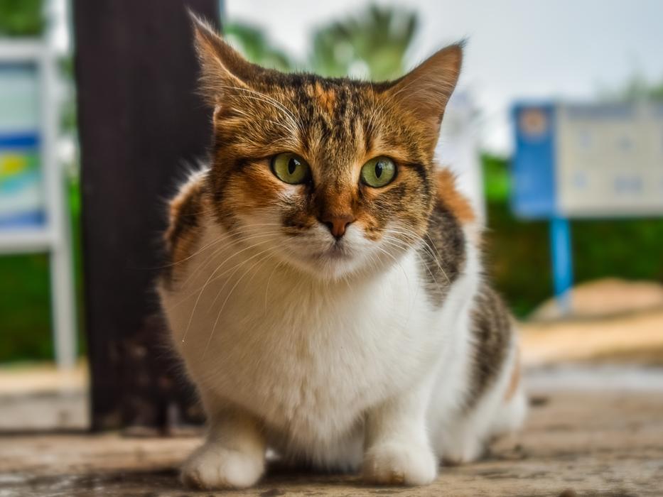 Cat Stray Outdoor