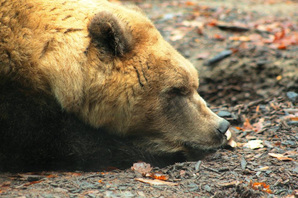 Brown Bear Portrait Zoo