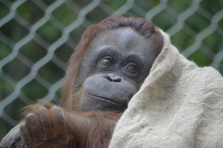 Orangutan Pink Zoo