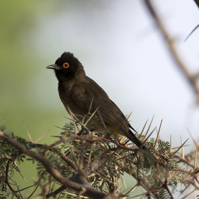 Black Bird Tropic Desert
