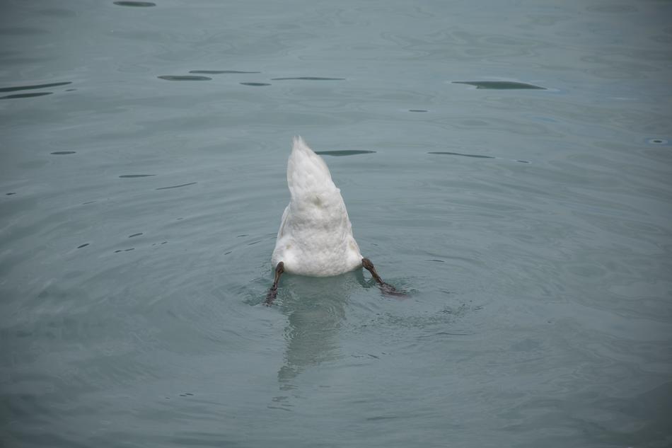 Swan Schwan Discharged